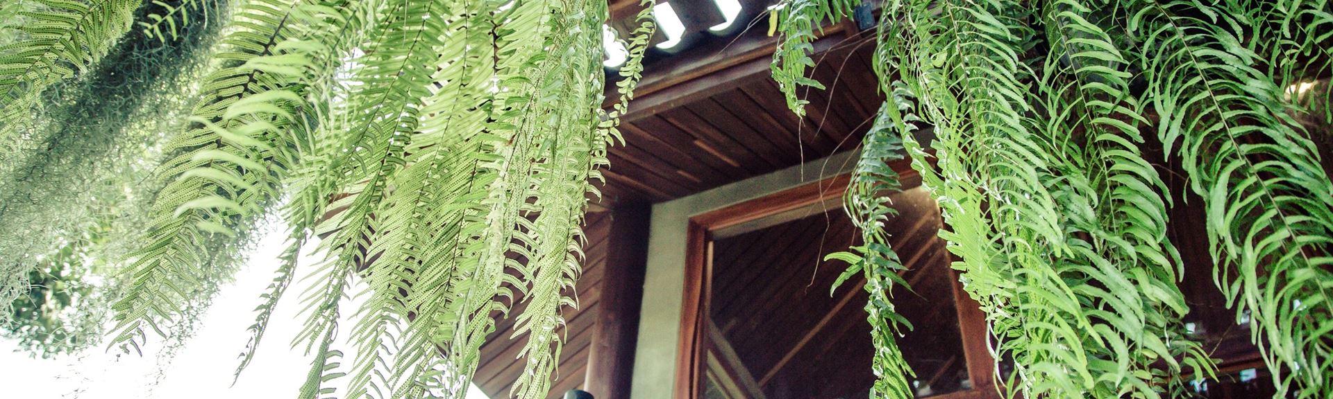 Vesmírna agentúra odporúča: Izbové rastliny