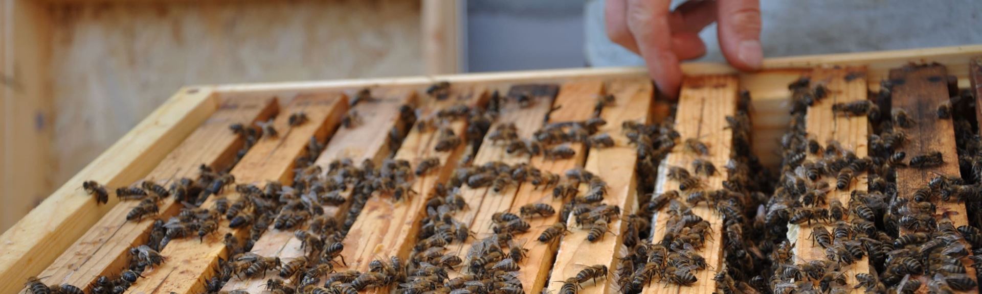 Ako chutí med od mestských včiel?